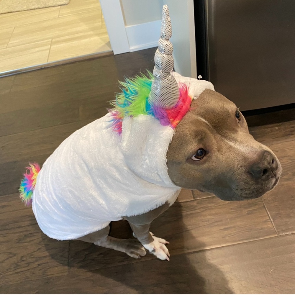 Party dog unicorn costume. 🦄 Size extra large. 🐕 Worn one time. Super cute! 🦄